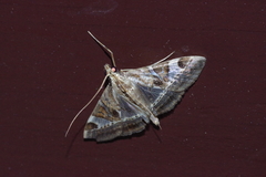 Agrioglypta fulguralis