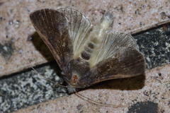 Chrysodeixis heberachis