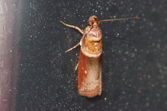 Addyme confusalis
