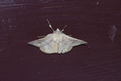 Canaea ryukyuensis
