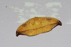 Callidrepana hirayamai