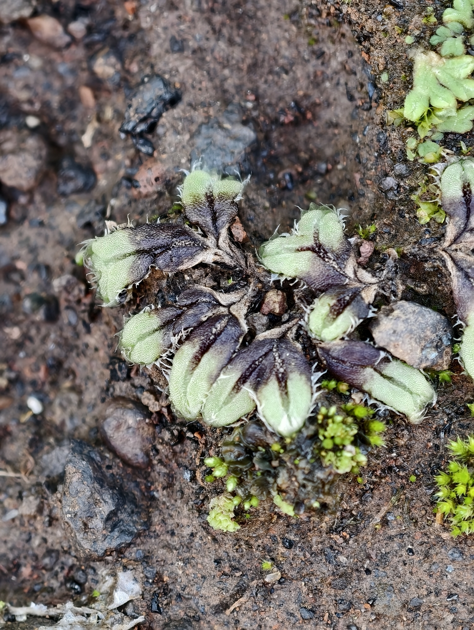 Oxymitra incrassata