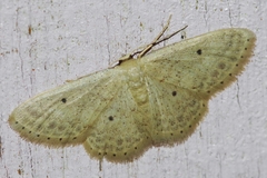 Scopula nesciaria