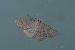 Scopula nesciaria
