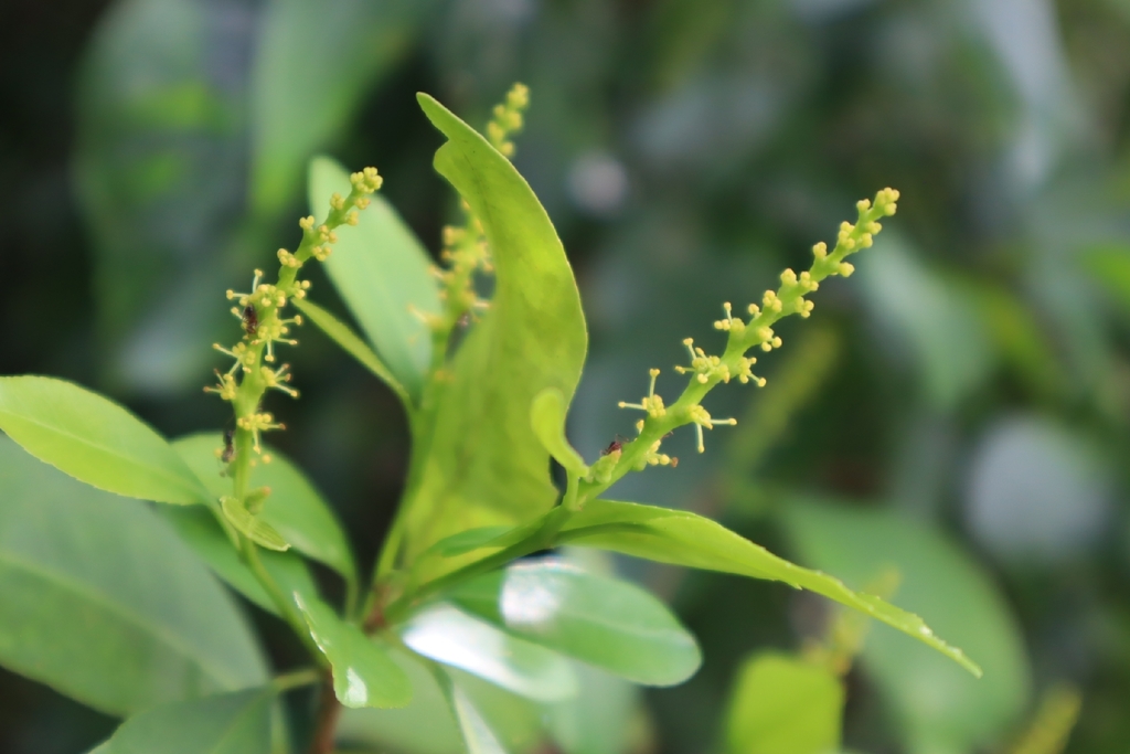 Sebastiania ramosissima