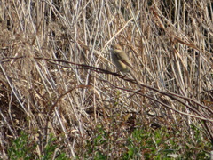 Lanius bucephalus