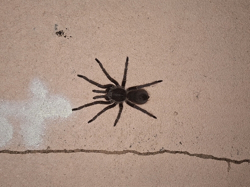 Umbyquyra tucurui