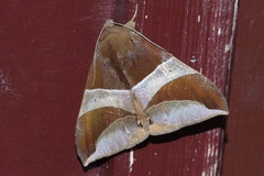 Bastilla fulvotaenia