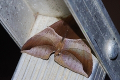 Bastilla fulvotaenia