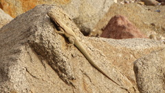 Microlophus tarapacensis