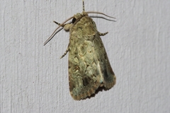 Spodoptera pecten