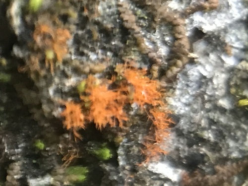 iNaturalist observation photo of Orange Rock Hair