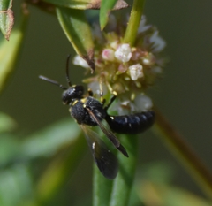 Hylaeus confluens