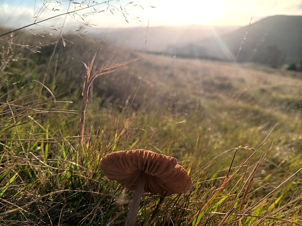 Entoloma conferendum · December 2025 · photo: © considerthelilies (iNaturalist, cc-by)