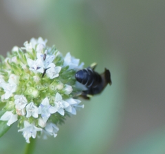 Hylaeus confluens