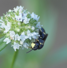 Hylaeus confluens