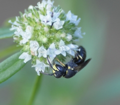 Hylaeus confluens