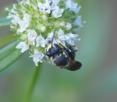 Hylaeus confluens