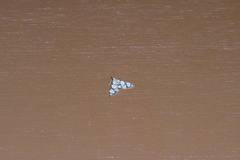 Cirrhochrista kosemponialis