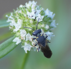 Hylaeus confluens