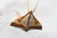 Agrioglypta eurytusalis