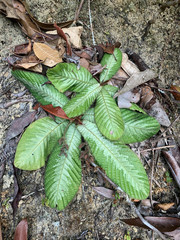 Acrotrema costatum