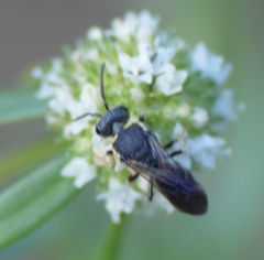 Hylaeus confluens