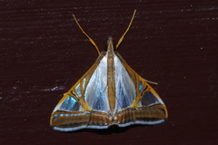 Agrioglypta eurytusalis