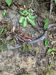 Acrotrema costatum