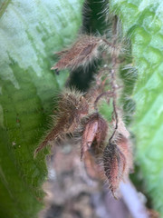 Acrotrema costatum