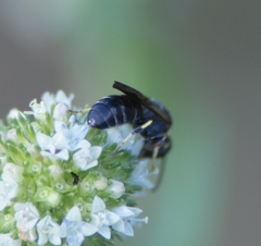 Hylaeus confluens