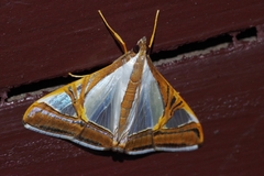 Agrioglypta eurytusalis