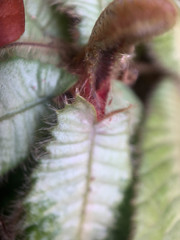 Acrotrema costatum