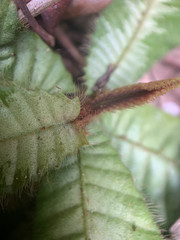 Acrotrema costatum