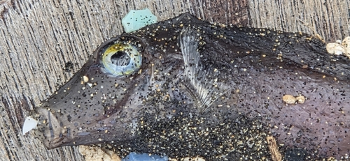 Canthigaster capistrata