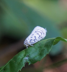 Copsyrna maculata