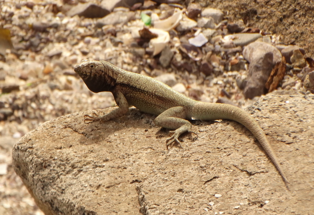 Tarapaca Pacific Iguana