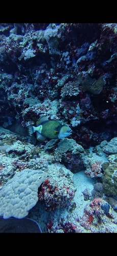 Titan Triggerfish — seen at this dive site