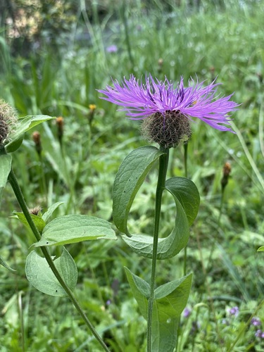 Wig knapweed (Centaurea phrygia)