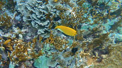 Apolemichthys trimaculatus