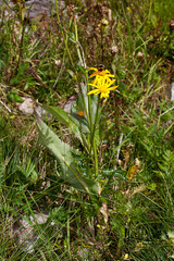 Senecio doronicum