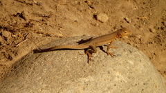 Microlophus theresioides
