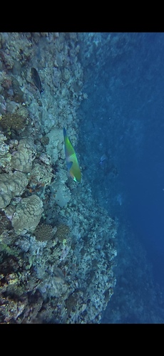 Rusty Parrotfish — seen at this dive site