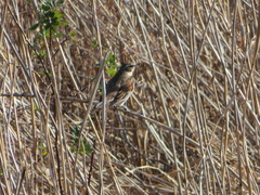 Turdus eunomus