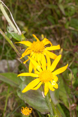 Senecio doronicum