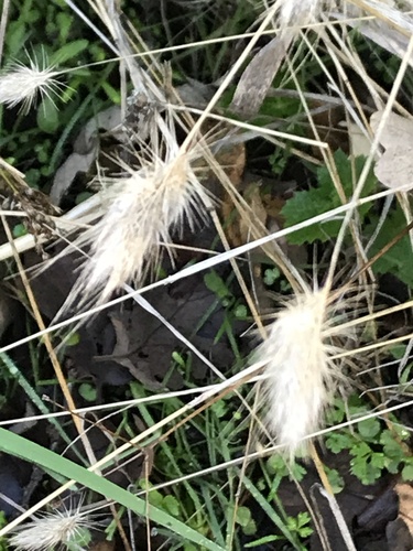 iNaturalist observation photo of grasses