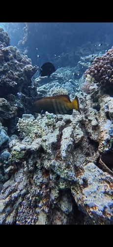 Peacock Grouper — seen at this dive site