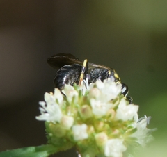 Hylaeus confluens