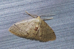 Idaea sakuraii