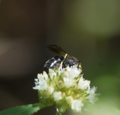 Hylaeus confluens